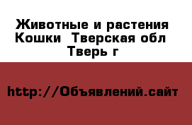 Животные и растения Кошки. Тверская обл.,Тверь г.